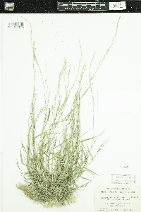 Muhlenbergia schreberi image