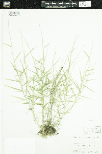 Muhlenbergia schreberi image