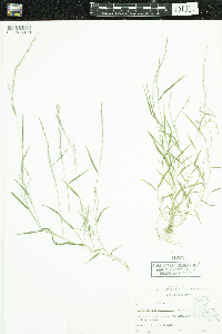 Muhlenbergia schreberi image