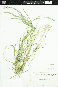 Muhlenbergia sylvatica image