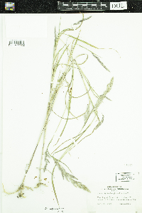 Muhlenbergia sylvatica image