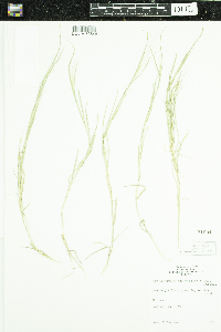 Muhlenbergia asperifolia image