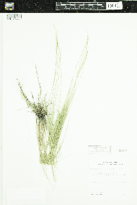 Muhlenbergia cuspidata image