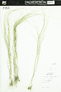 Muhlenbergia cuspidata image