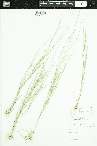 Muhlenbergia cuspidata image