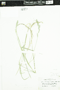 Muhlenbergia glomerata image