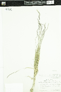 Muhlenbergia mexicana var. filiformis image
