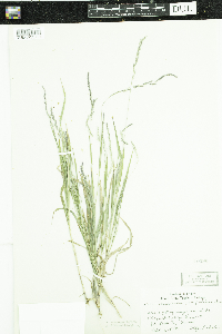 Muhlenbergia mexicana var. filiformis image