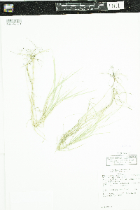 Muhlenbergia asperifolia image