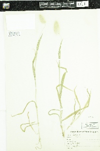 Lagurus ovatus image