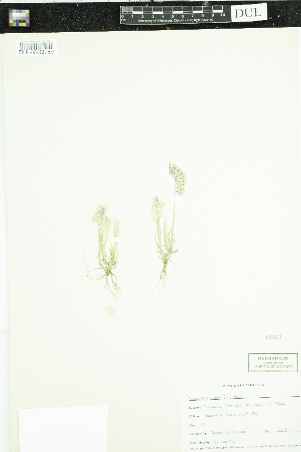 Lamarckia aurea image