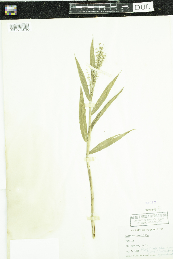 Lasiacis ruscifolia image
