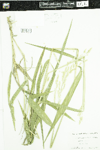 Image of Leersia lenticularis