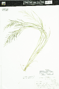 Leptochloa fusca image