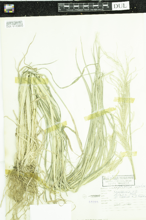 Leptochloa scabra image