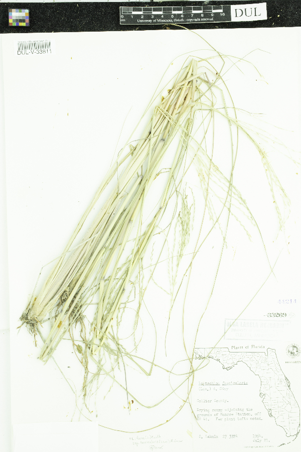 Leptochloa fusca image