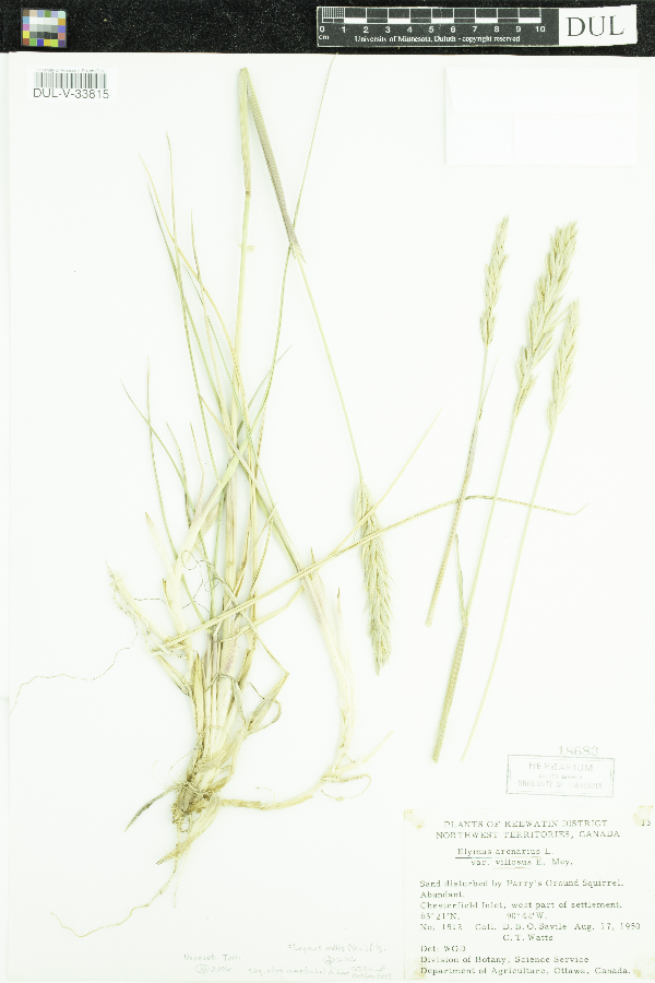Leymus mollis image