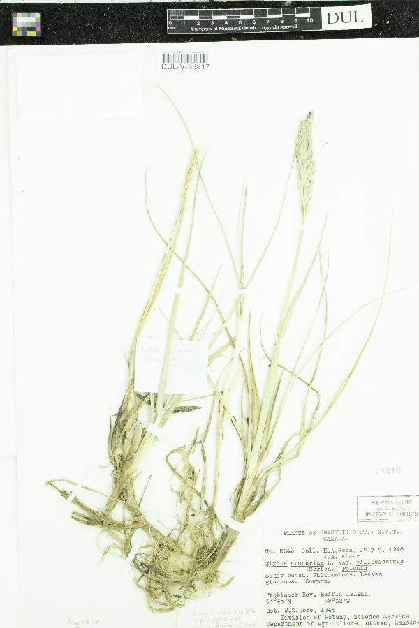 Leymus mollis image