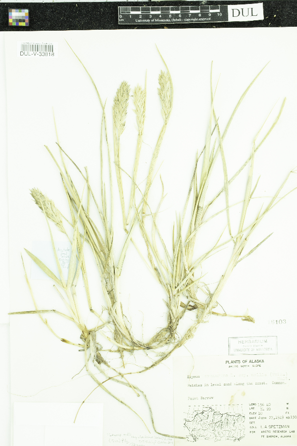 Leymus mollis subsp. villosissimus image