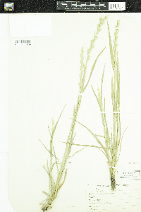 Image of Lolium temulentum