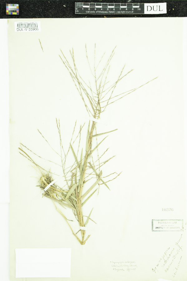 Gymnopogon ambiguus image