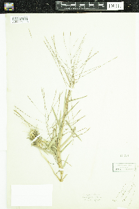 Image of Gymnopogon ambiguus