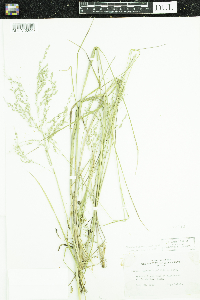 Glyceria striata image