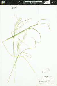 Glyceria striata image