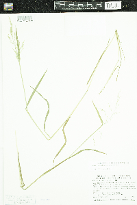 Glyceria striata image