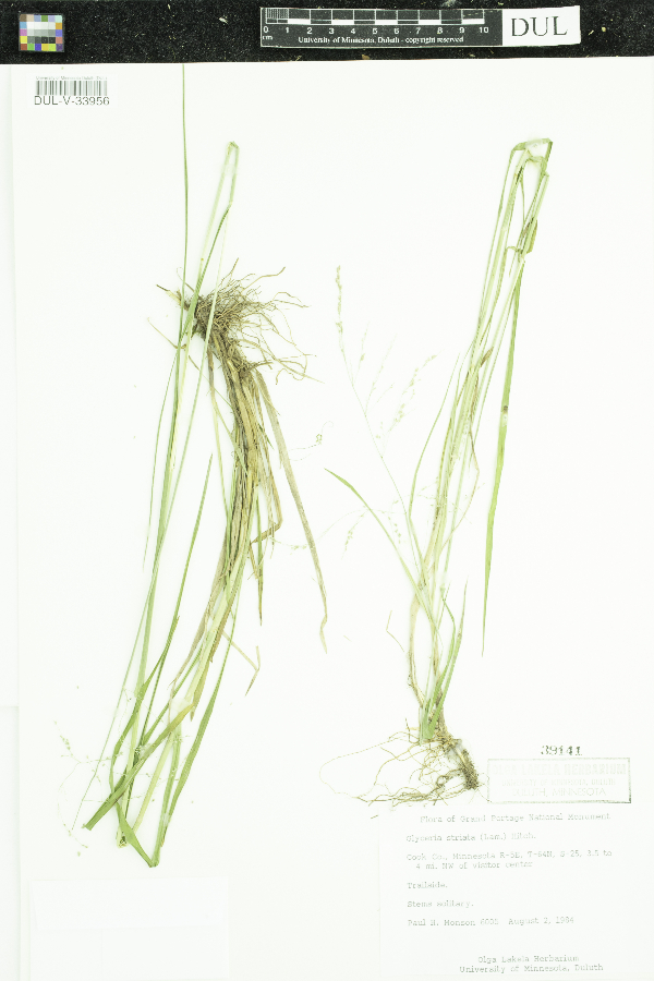 Glyceria striata image