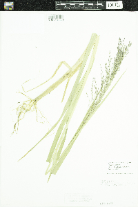 Glyceria elata image