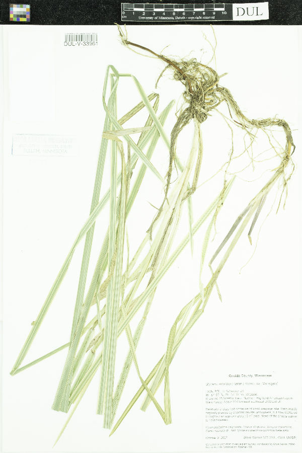 Glyceria maxima image