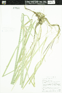 Image of Glyceria maxima