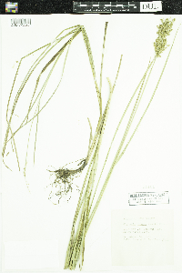 Glyceria obtusa image