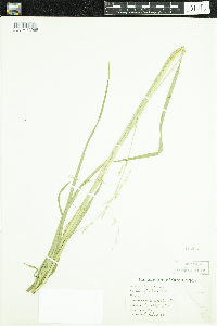 Glyceria fluitans image