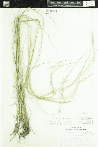 Hesperostipa comata image