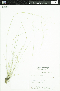 Hesperostipa comata image