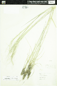 Hesperostipa comata image