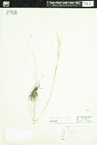 Hesperostipa comata image