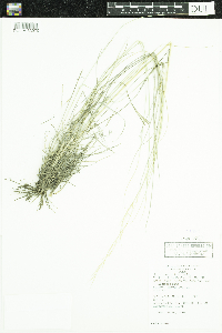 Hesperostipa comata image