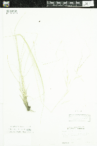 Hesperostipa comata image