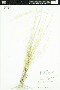 Hesperostipa comata image