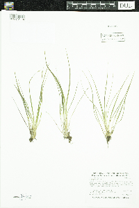 Isoetes echinospora image