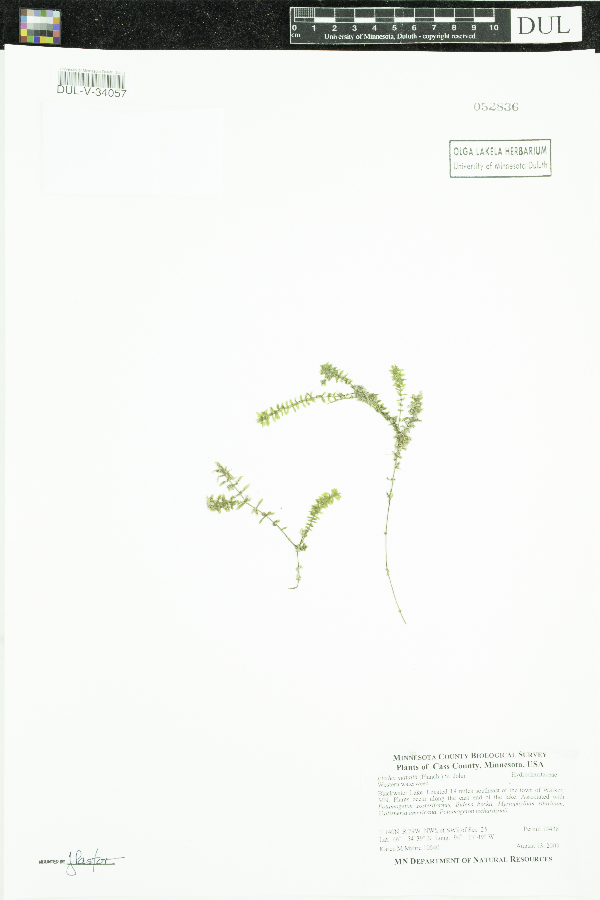 Elodea nuttallii image