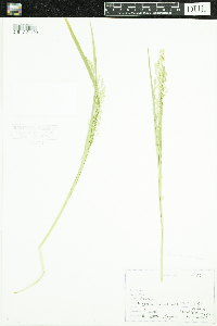 Glyceria canadensis image