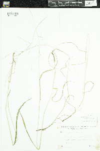 Festuca subverticillata image