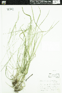 Festuca subverticillata image