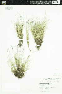 Image of Festuca baffinensis