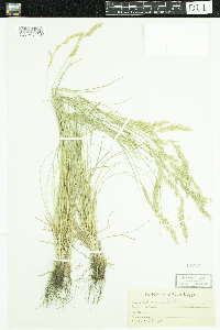 Festuca occidentalis image