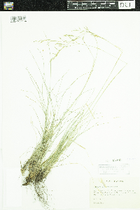 Festuca idahoensis image